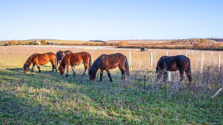 Dartmoor ponies grazing wood pasture at Wimpole Estate